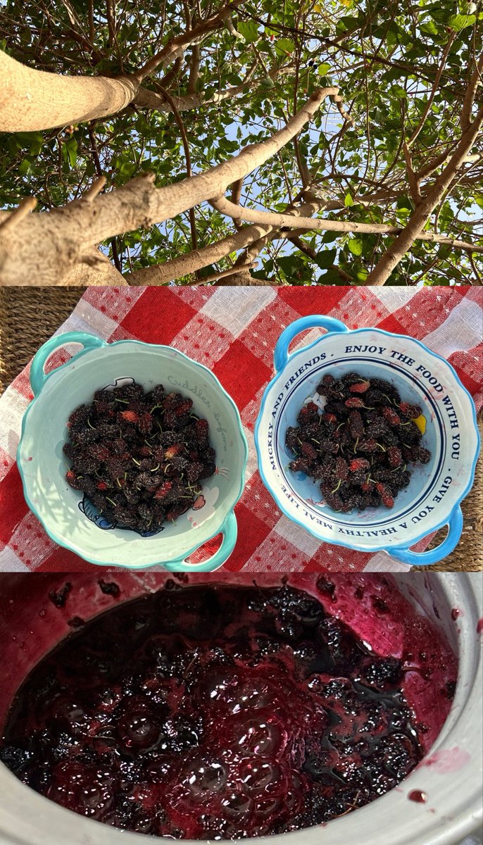 دائمًا سَلْمى tweet media