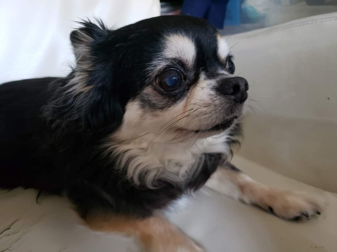 リアン🐾@リルとリク🌈✈ tweet media