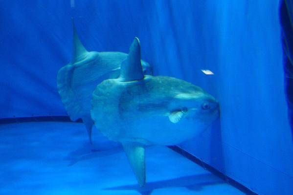 fishious tweet media