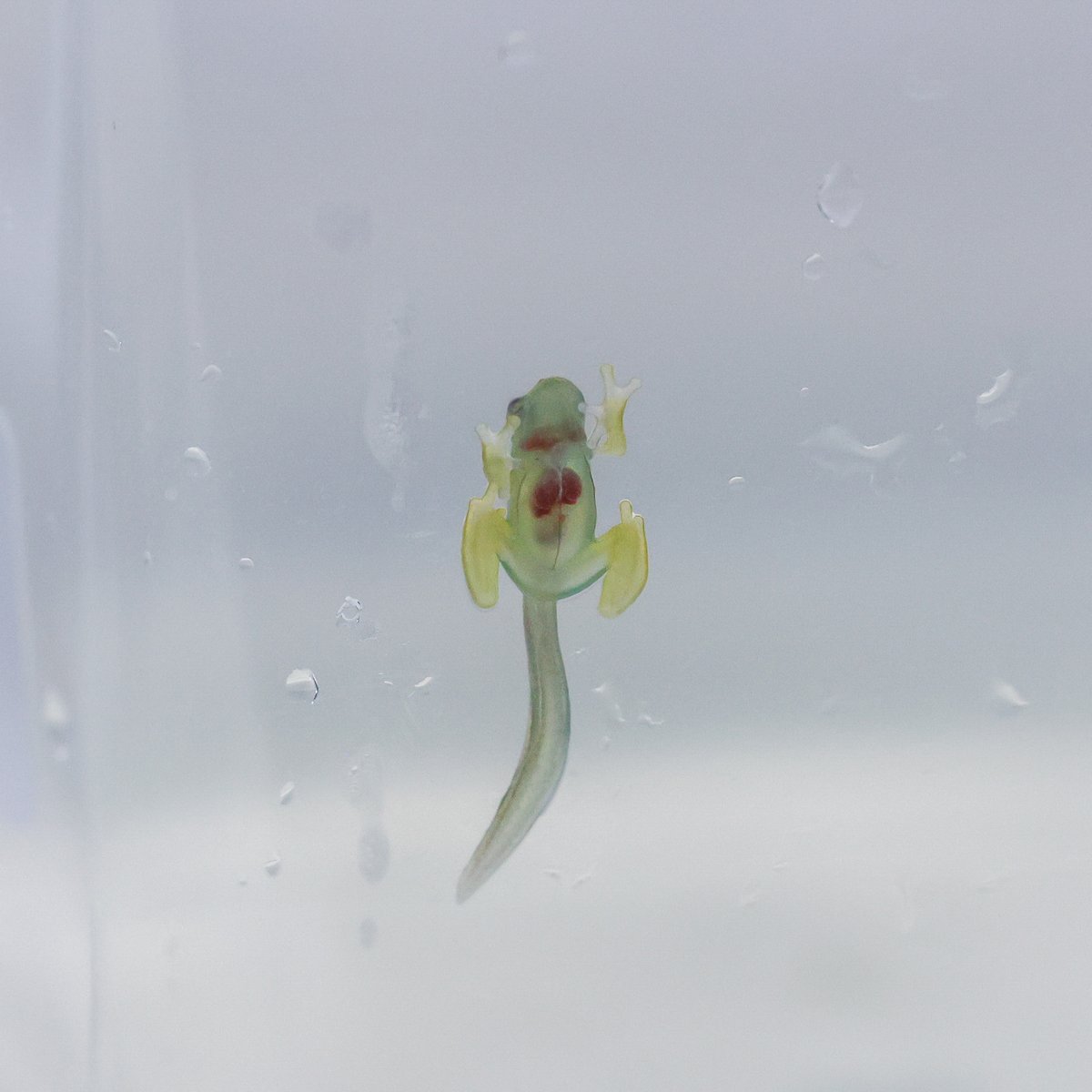 Nashville Zoo tweet media