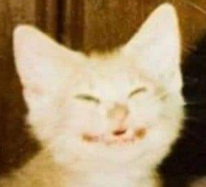 TheVM35🐝 tweet media