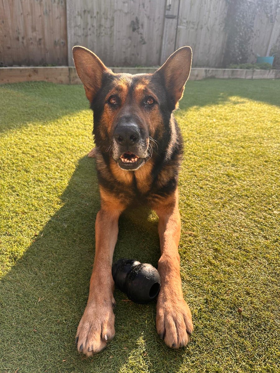 Retired Police Dogs Merseyside tweet media