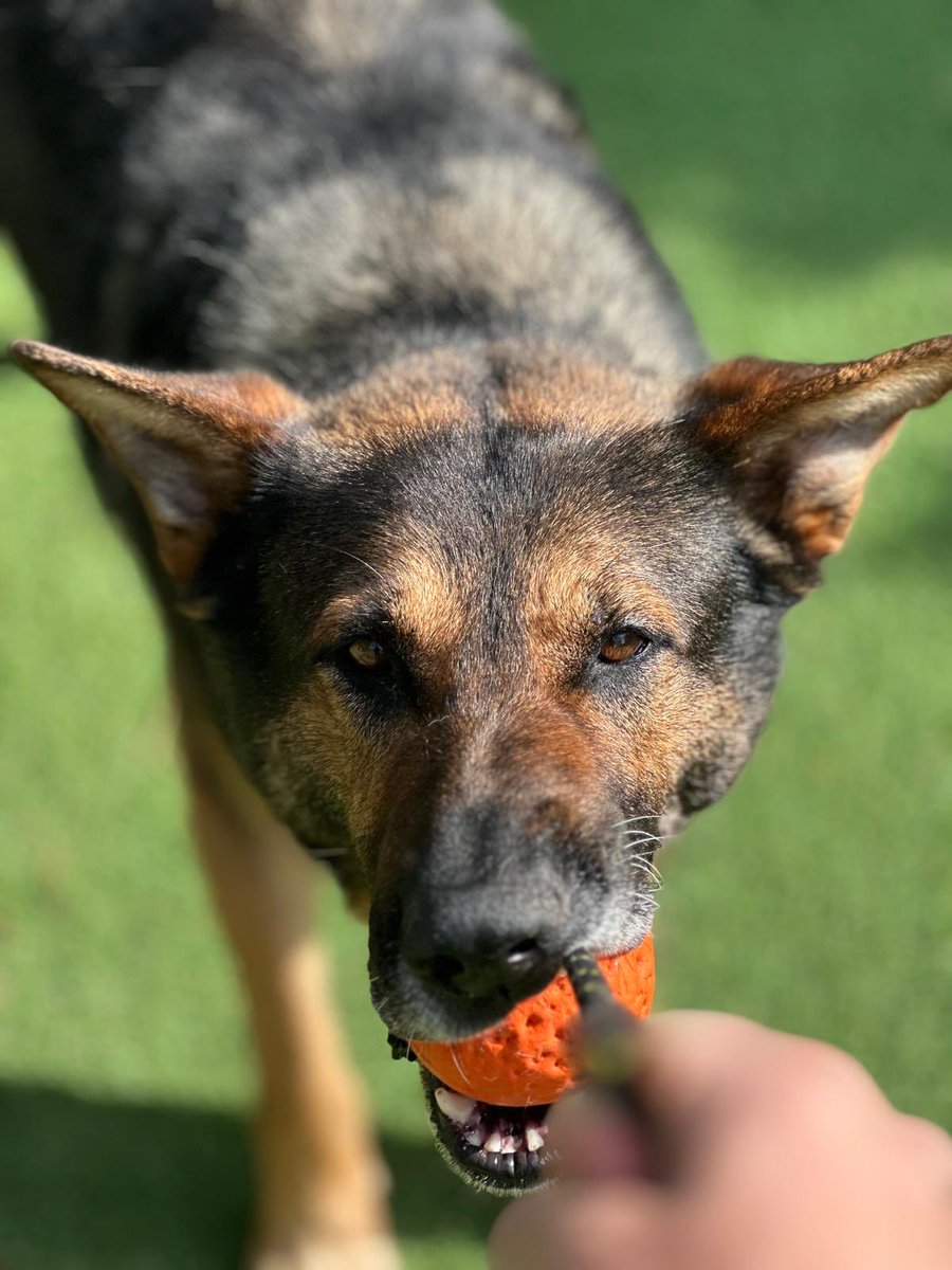 Retired Police Dogs Merseyside tweet media