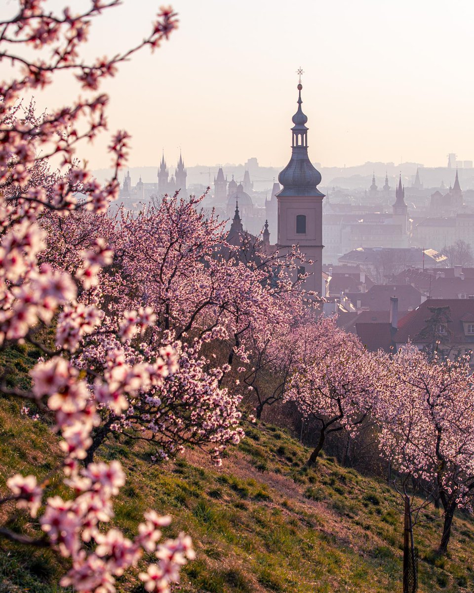 VacationsLotus's tweet image. Would you rather travel to Prague...

A) In winter with Christmas markets 🎄 
or 
B) In spring with blooming streets 🌸?

#Travel #customers #UK #blvs #streetwalker #vacationmode #prague #poll