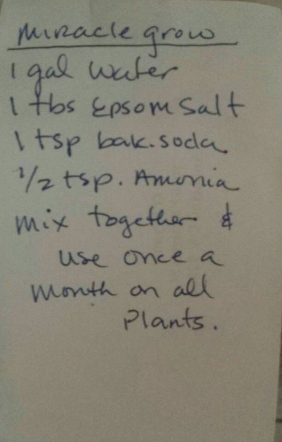 inamorata_xx's tweet image. homemade miracle grow
1 gal water
1 tbs Epsom salt
1 tsp baking soda
1/2 tsp ammonia
Mix together thoroughly and use on plants once a month. #garden #plants #grow