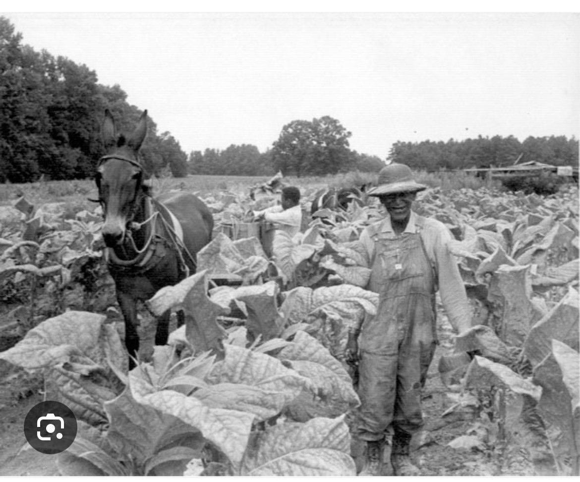 ImagineThis704's tweet image. of the state’s #existence as
a British #colony in the mid-1600s. Beginning around 1880, tobacco farming and the manufacture of
cigarettes #contributed significantly to #NorthCarolina’s #prosperity. 
#EconomicData 🙏🏽🙌🏽🫶🏽☮️🌬️