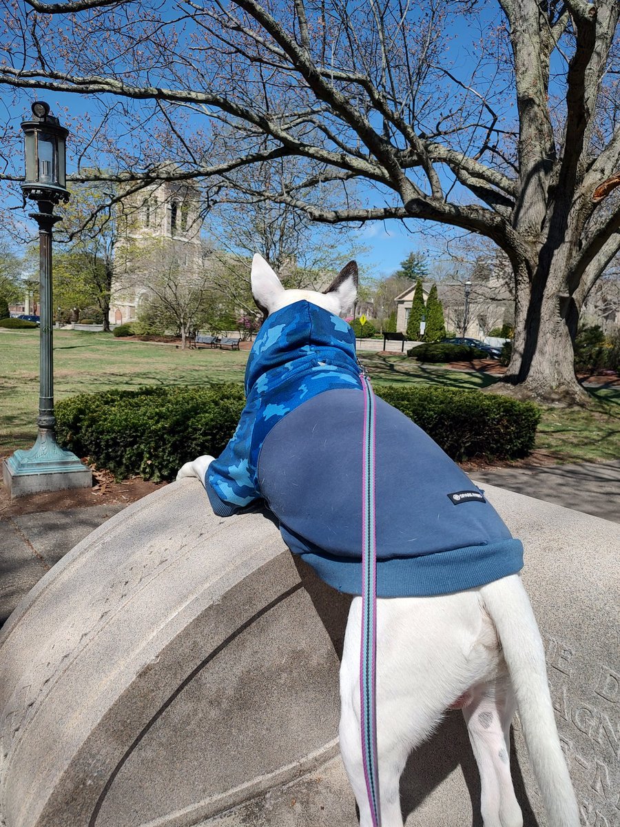 rexthetvterrier's tweet image. I am the King of all I survey
#Spike #Tuesday #BullTerrier #Dogs