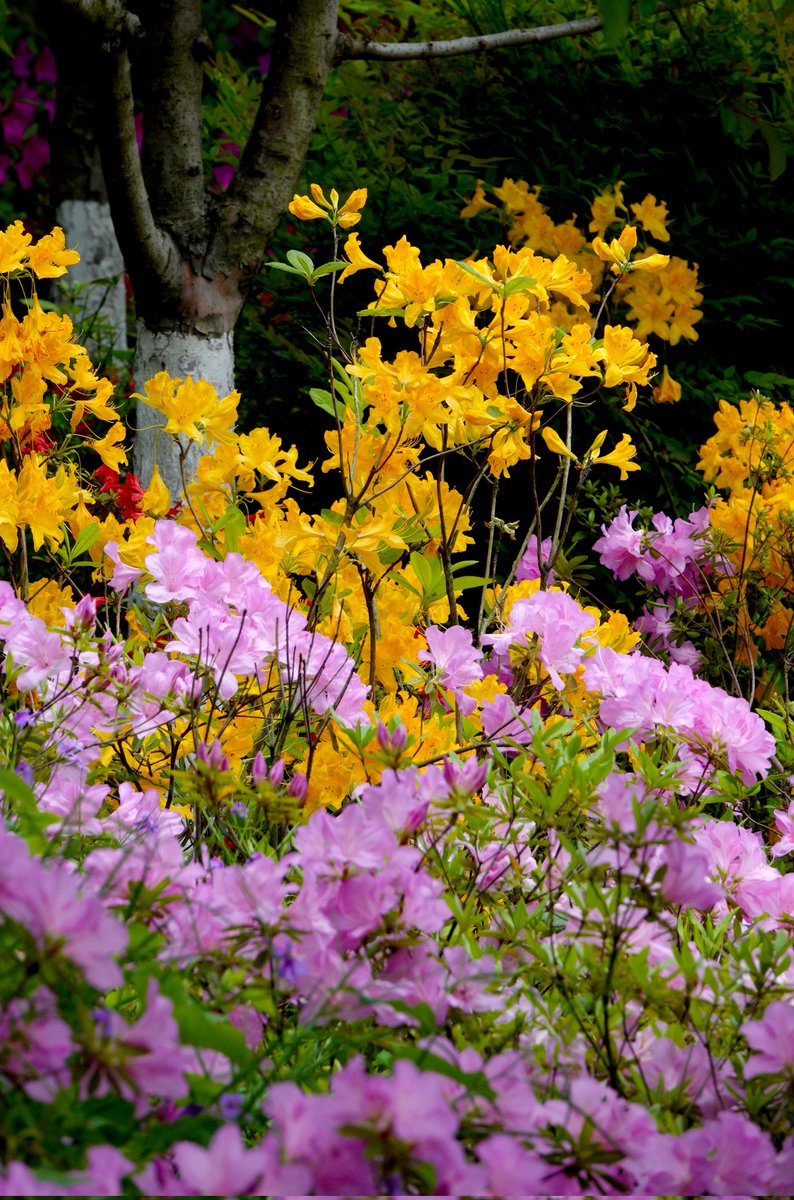 ModernExpressEN's tweet image. 🌿💧April 20th marked the Grain Rain solar term. During this period, plentiful rains nourish all living things. As late spring arrives, the city of Nanjing is filled with the fresh scent of greenery.
#China #Spring #SpringinChina #24SolarTerms