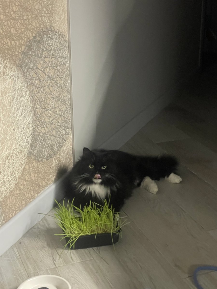 bomymomy's tweet photo. Если бы вы знали как я люблю своего кота, вы бы расплакались https://t.co/gs7IfBwEQL