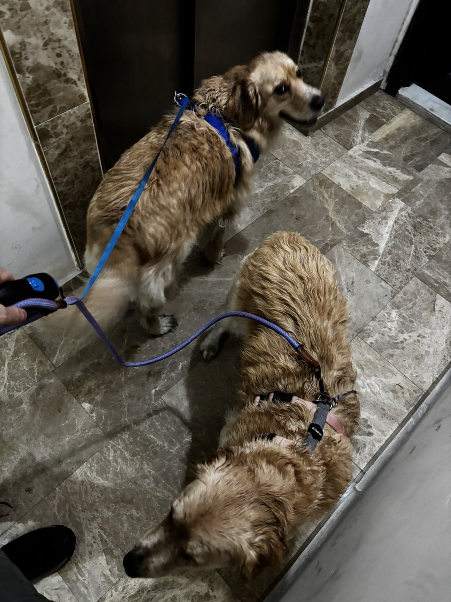 Boris Cansin tweet media