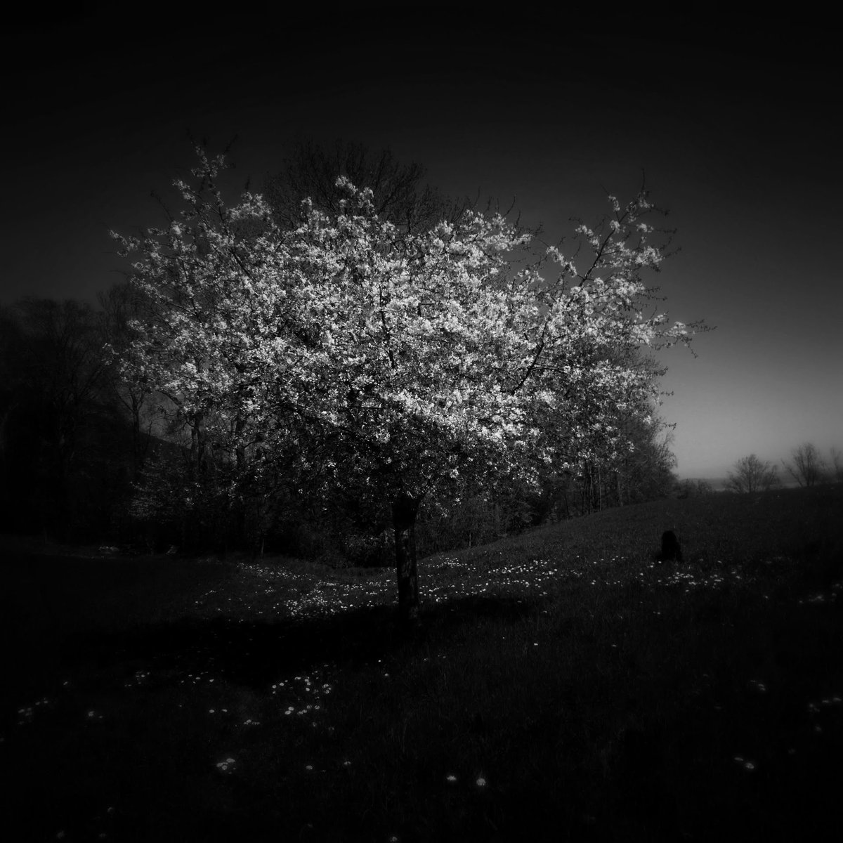 wongsusie tweet media