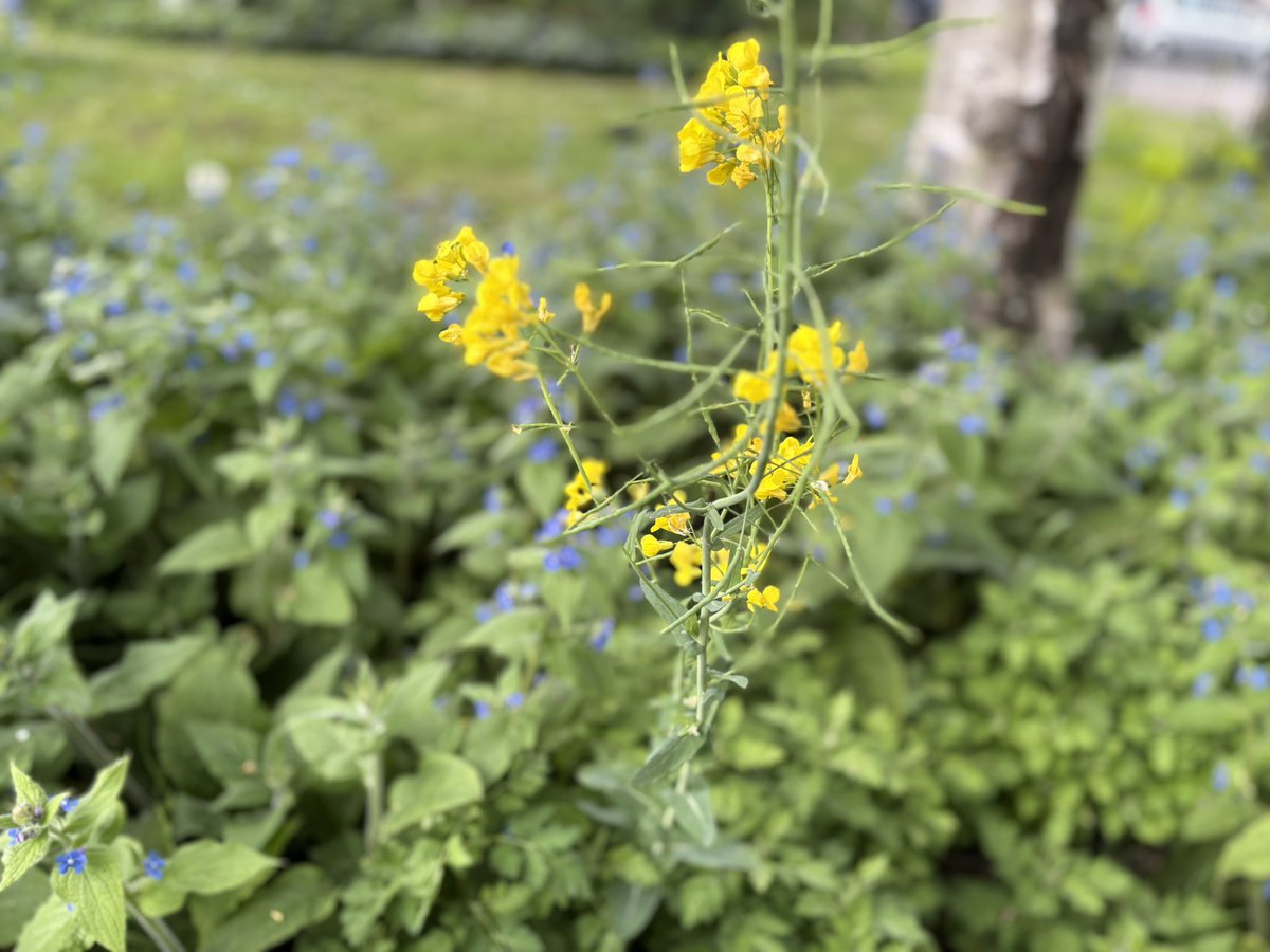 SharonMack82795's tweet image. Beautiful day full of sunshine and Spring weaving its magic 💜 #spring #outdoors #sunshine