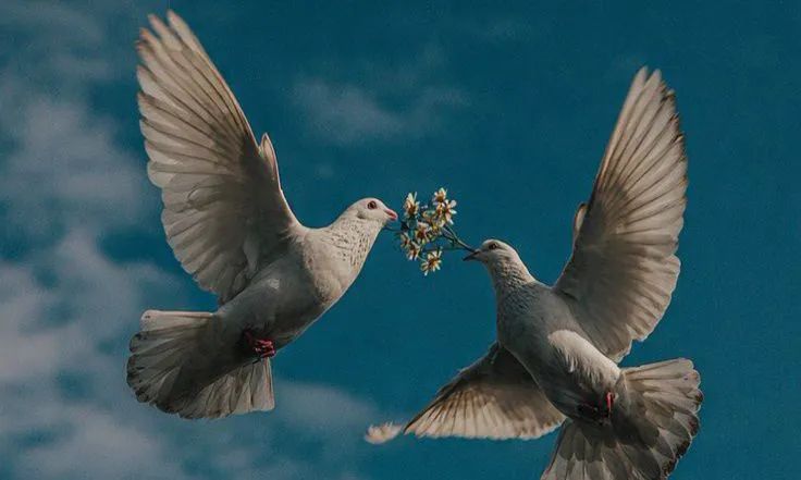 Haqeeqat Hub 🇵🇰 tweet media