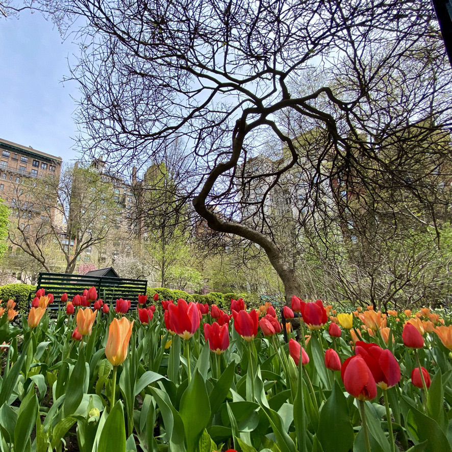 GPBANYC's tweet photo. Gramercy Park in Bloom 🌸 - https://t.co/iVwXFmzYZd https://t.co/1csyBd1y5o
