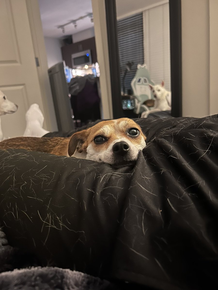 stop what you’re doing and say gm to mayu