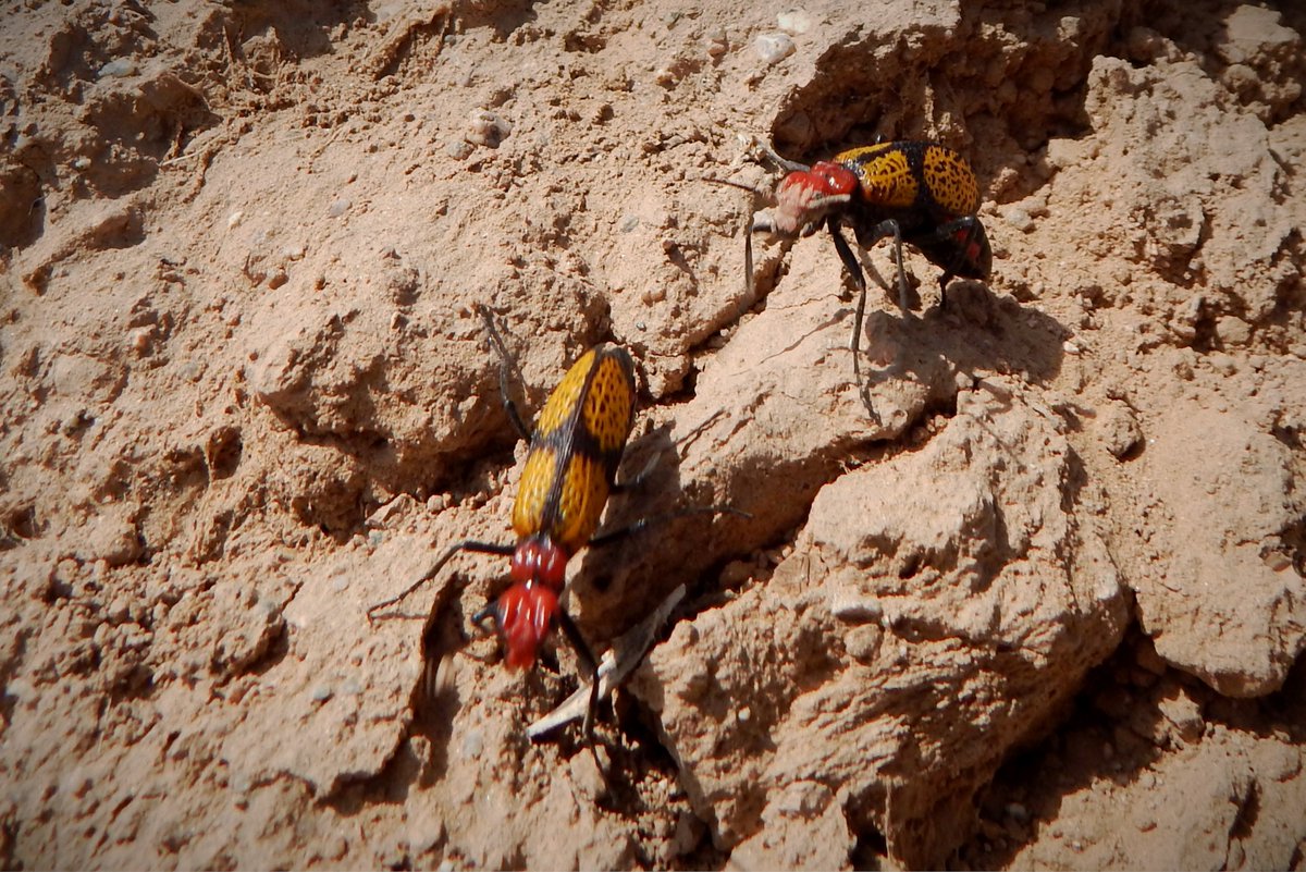 HLHughes03's tweet image. 04/21/2026, 🌵Making my #Tuesday  rounds in #PinalCounty #Arizona #Maricopa, #getoutside, watch for the Iron Cross blister beetle👍🌵🇺🇸