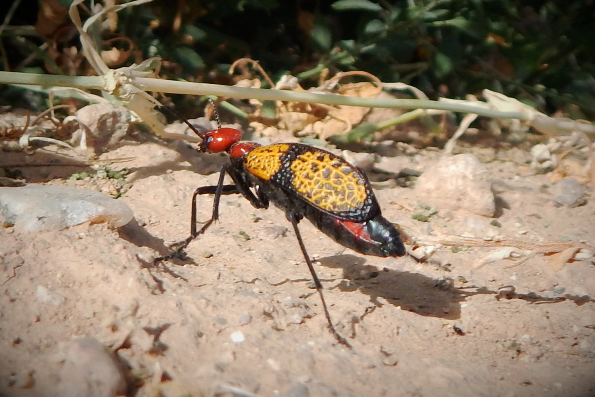 HLHughes03's tweet image. 04/21/2026, 🌵Making my #Tuesday  rounds in #PinalCounty #Arizona #Maricopa, #getoutside, watch for the Iron Cross blister beetle👍🌵🇺🇸