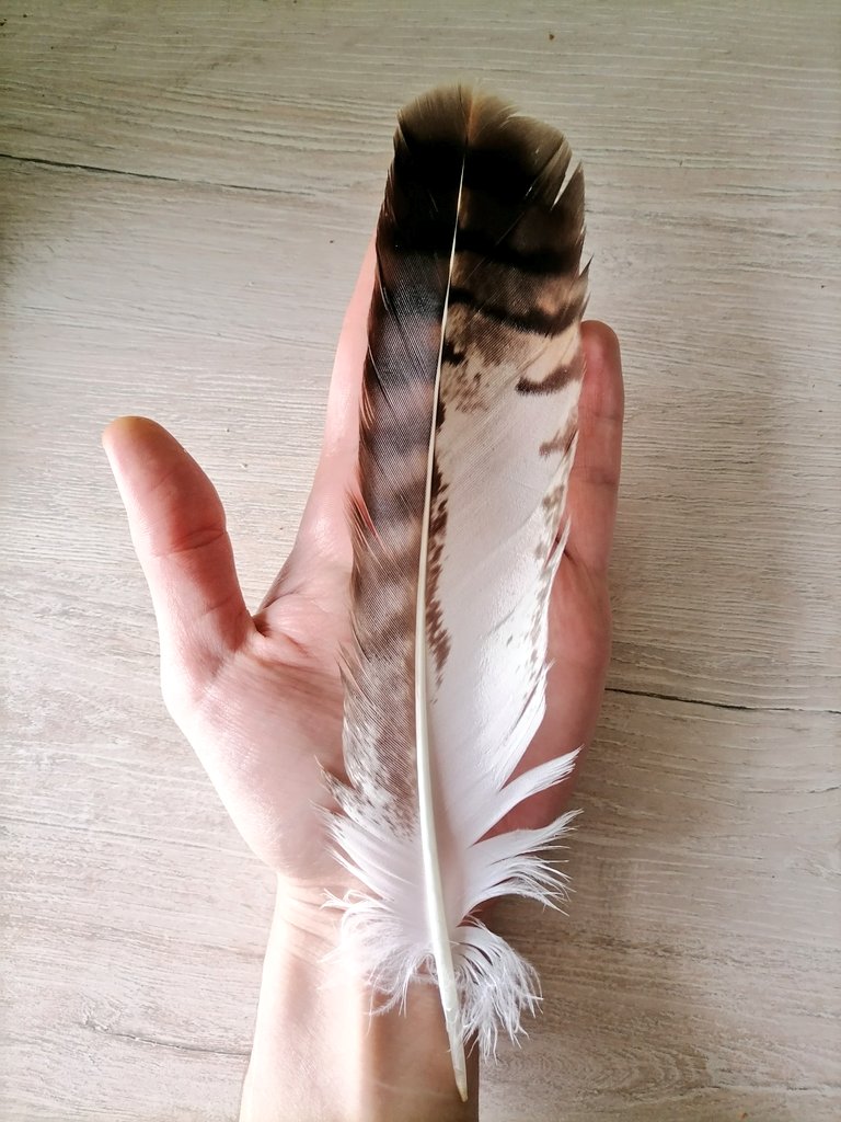 am potat tweet media