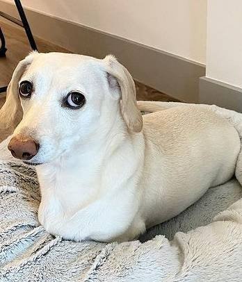 anne tique tweet media