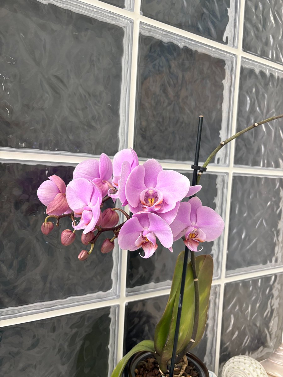 Sibarium's tweet image. I fall more in love with it with every bloom.
What is your favorite flower? #FavoriteFlower #Orchard #PlantPride