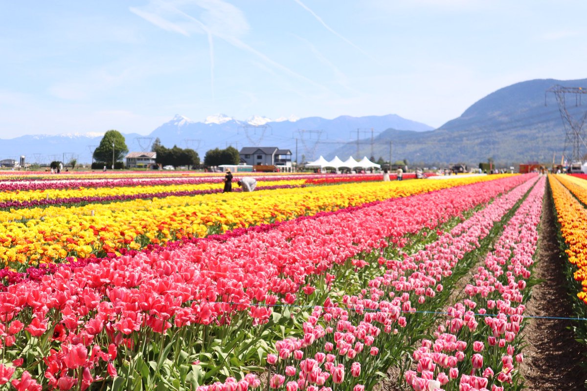 saorii_ca's tweet photo. 📍Abbotsford Tulip Festival
やっとチューリップ見に行けた🌷
一面チューリップ畑で癒された〜！！
バンクーバーの夏がくるっ☀️！！ https://t.co/TDJeNfCyPu