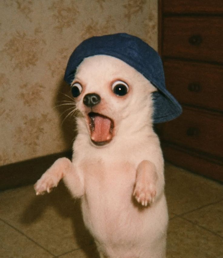 savaGePhysio's tweet image. POV: When the patient that you assessed and wrote GMP of 0, just shook your clinical supervisor's hand.
#savagephysio #physio