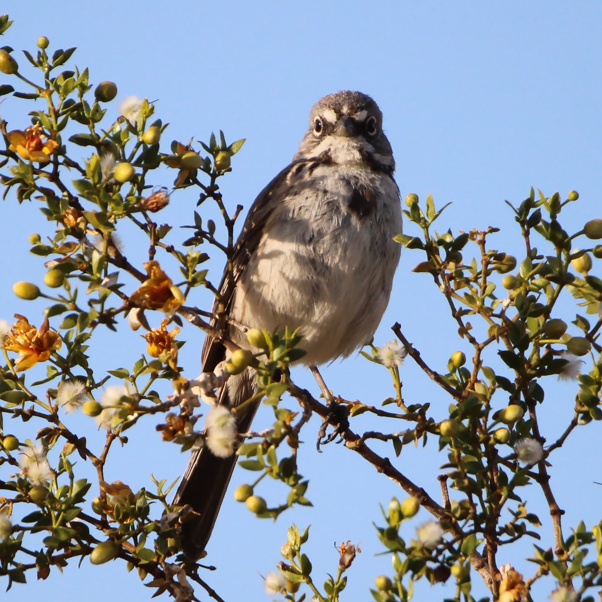 wormchicanery's tweet image. Bell's sparrows 

#birds #birding