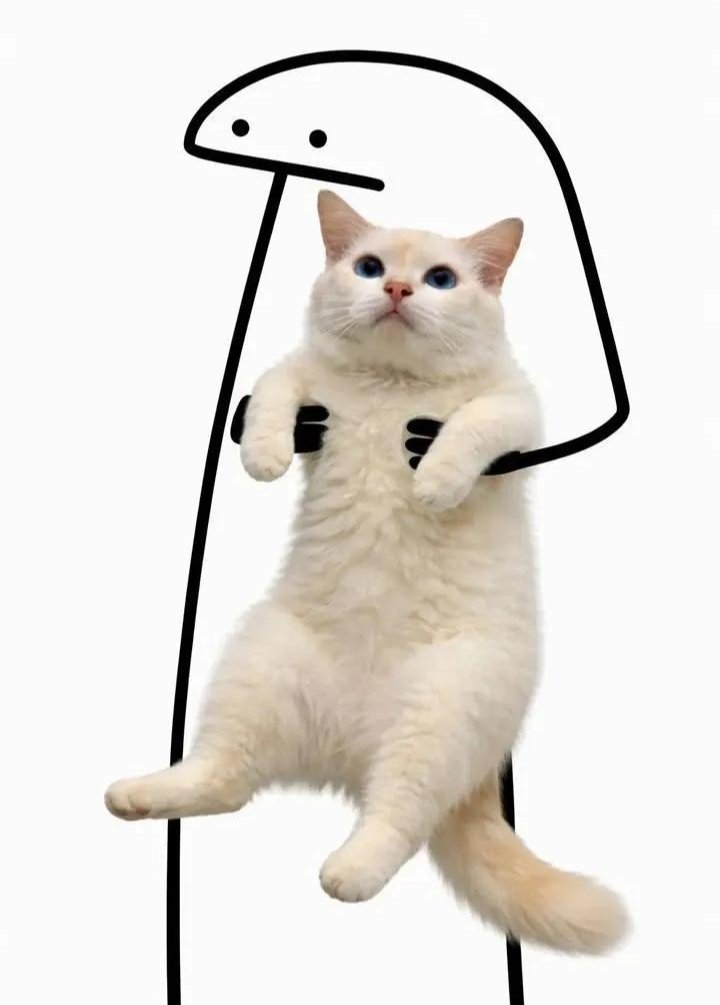 Cat 🐈 tweet media