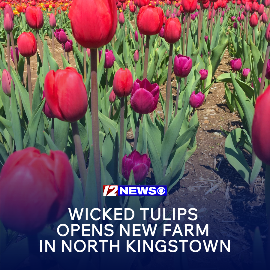 wpri12's tweet image. Spring is in the air, and now you can pick your own flowers at a new Wicked Tulips location, which combines the former Exeter and Johnston farms into one “expansive destination.” wpri.com/news/local-new…