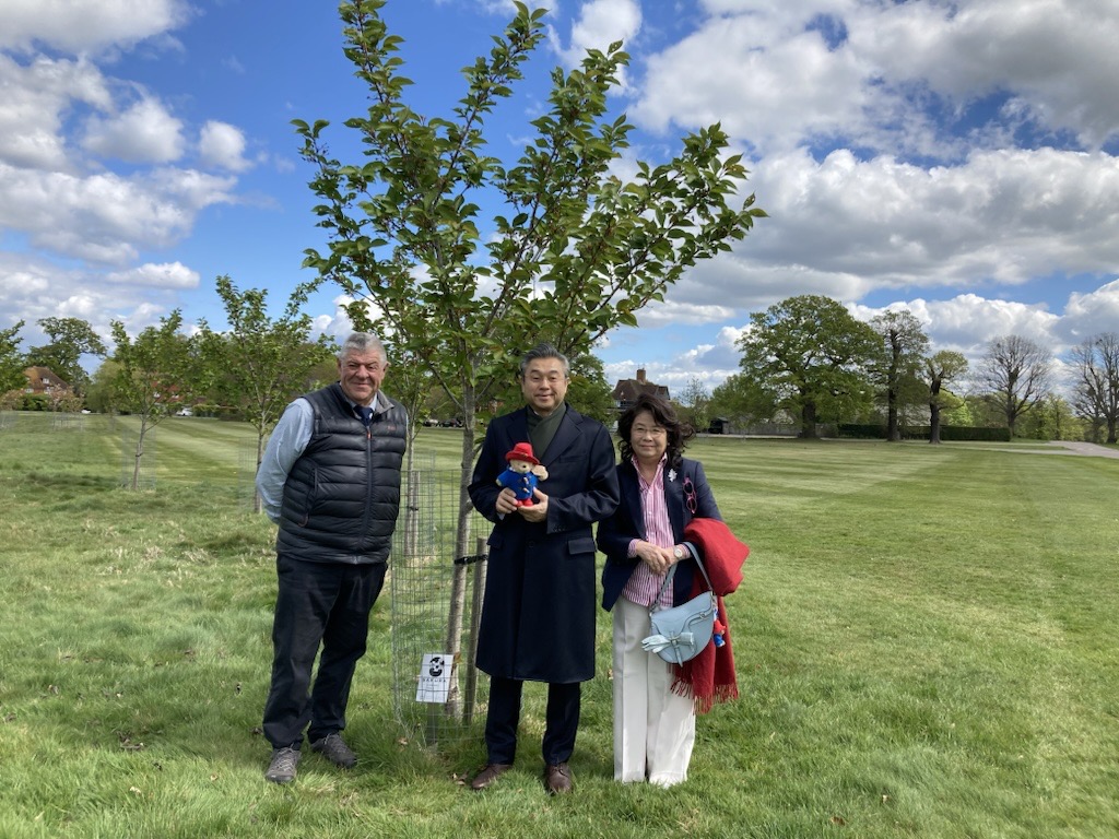 AmbJapanUK's tweet photo. Delighted to visit Windsor Great Park with members of the @JapanUKSakura Project. Wonderful to see Sakura cherry trees planted there through this initiative. Also enjoyed beautiful 🇯🇵 Azaleas. Hope Sakura cherry trees will continue to bloom for many years to come as lasting symbol of 🇯🇵🇬🇧 friendship ♡