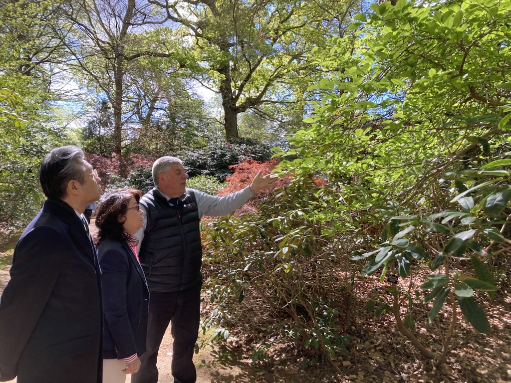 AmbJapanUK's tweet photo. Delighted to visit Windsor Great Park with members of the @JapanUKSakura Project. Wonderful to see Sakura cherry trees planted there through this initiative. Also enjoyed beautiful 🇯🇵 Azaleas. Hope Sakura cherry trees will continue to bloom for many years to come as lasting symbol of 🇯🇵🇬🇧 friendship ♡