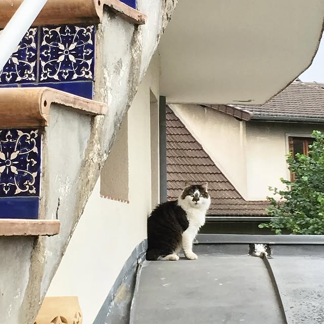 MiaDuran_ss's tweet image. In my free time, I play with Nelson. #cat #catsofinstagram #pet #petsofinstagram #fur #cuteness