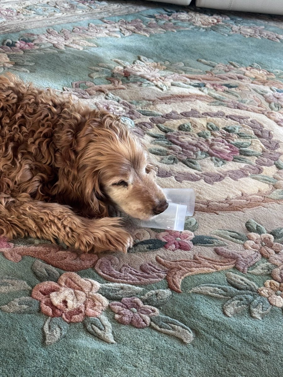 SpanielsSuper's tweet image. Why has no one ever told us about Pannacotta?
It’s sooooooooooo delicious 😋 
Shame we only got a pot each to lick out &amp;amp; not a whole one #Mmmmmmmm
#Delicious 
#DeepTongueAction