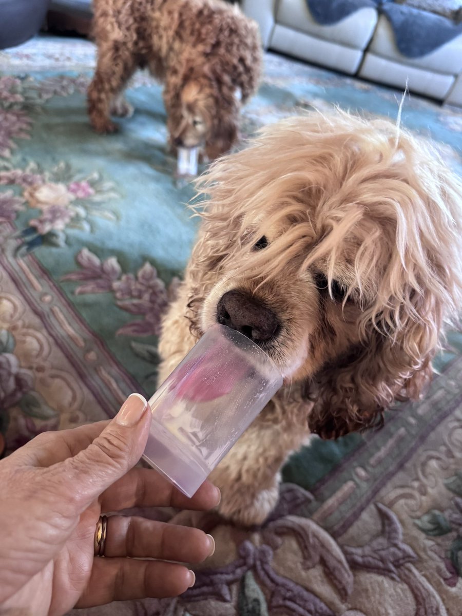 SpanielsSuper's tweet image. Why has no one ever told us about Pannacotta?
It’s sooooooooooo delicious 😋 
Shame we only got a pot each to lick out &amp;amp; not a whole one #Mmmmmmmm
#Delicious 
#DeepTongueAction