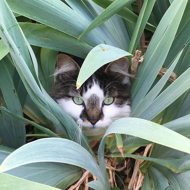 MiaDuran_ss's tweet image. In my free time, I play with Nelson. #cat #catsofinstagram #pet #petsofinstagram #fur #cuteness