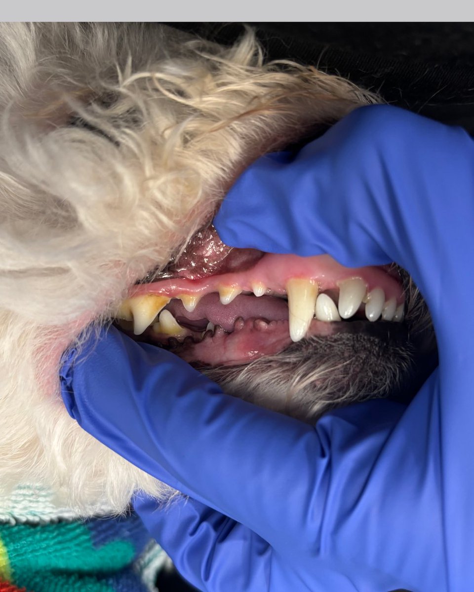 Exclusivepet's tweet photo. Simba the Cavapoo just finished his Basic Dental with Nivek at Exclusive Pet Grooming and the before and after results speak for themselves. 🦷

The Basic Dental is a maintenance service. Most dogs benefit from it every 3 to 6 months. Diet matters more than most people think. Some foods speed up tartar and calculus buildup, so the right schedule depends on what your dog eats.

Buildup below the gumline is where dental disease starts, and routine care is how you stay ahead of it.

Not every dog is a candidate. Nivek assesses each pet individually.

📞 (786) 202-0404 
🌐 https://t.co/Ww1gWo6hxe

#DogDentalCare #MobilePetGroomingMiami #ExclusivePetGrooming