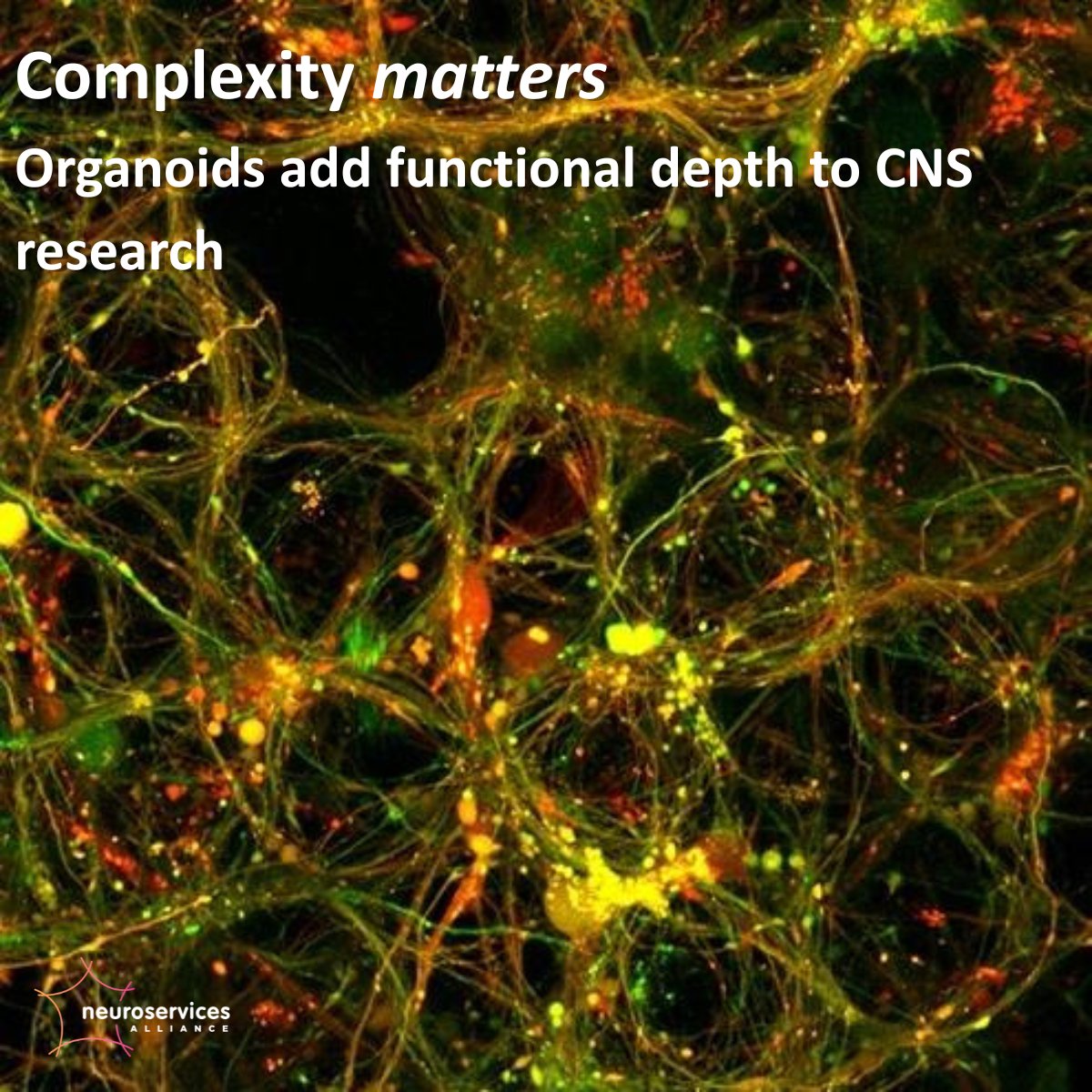 NeuroservicesA's tweet photo. Organoids = 3D brain models with real function. Our platform captures network dynamics, spontaneous activity &amp; cellular diversity for CNS drug discovery. https://t.co/Hw9IVTsJFV