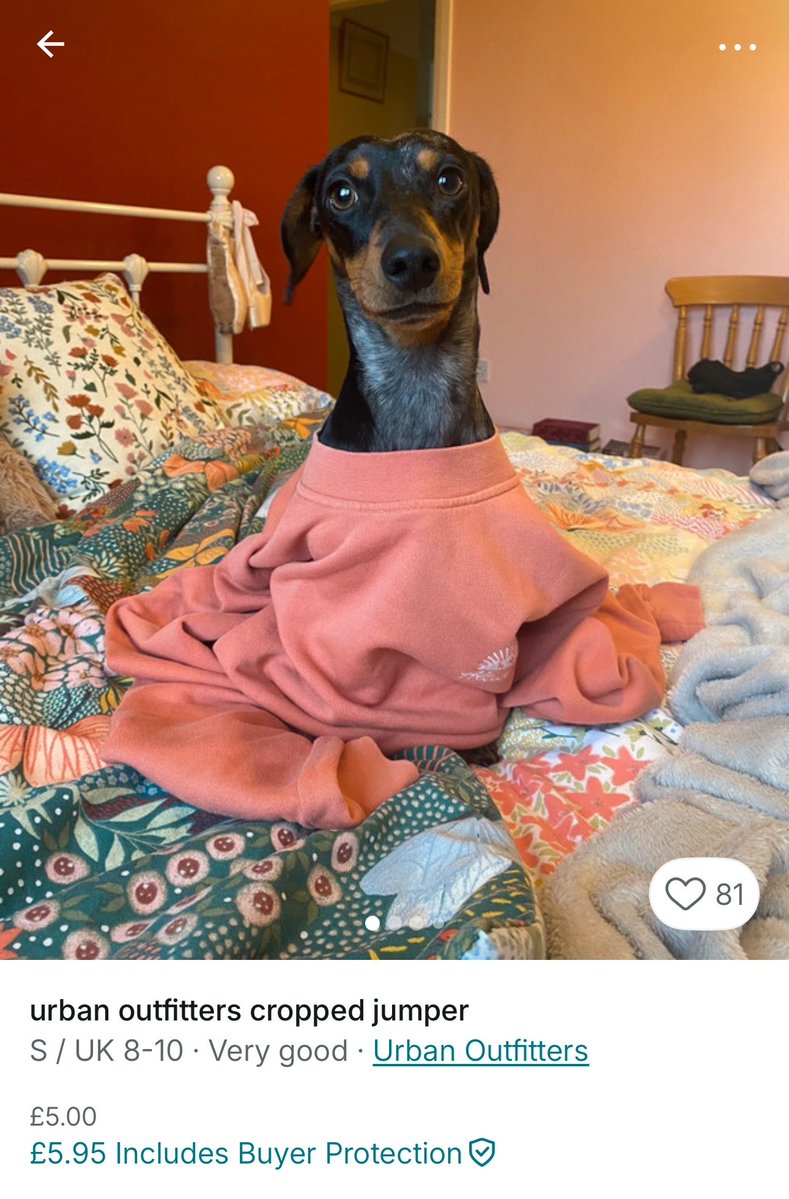 dove🐾 tweet media