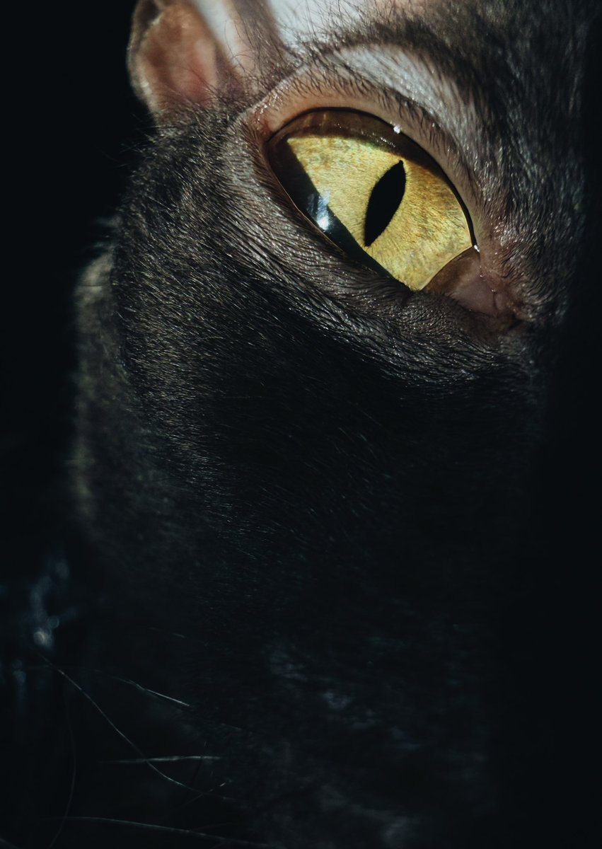 Накидарсі tweet media