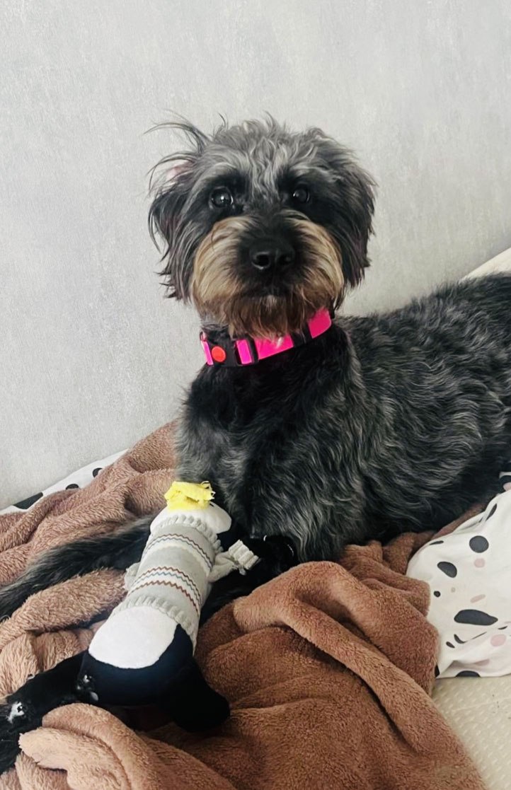 zverikivdar 🐶🐱 tweet media