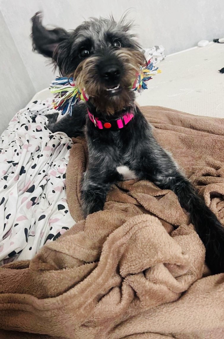 zverikivdar 🐶🐱 tweet media