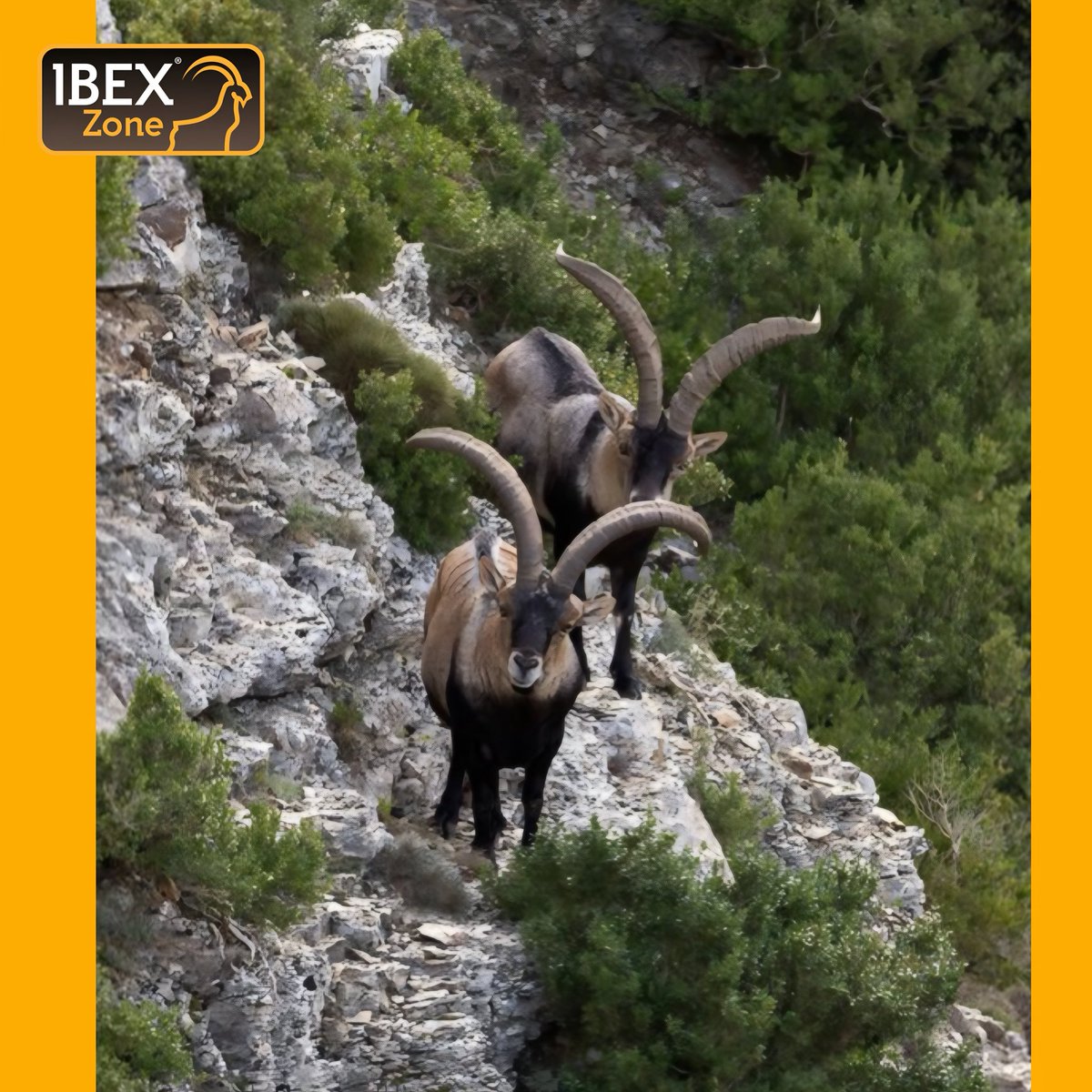 groupibexzone's tweet photo. 2026, April
Beceire ibex
Spain

#ibexzone
#groupibexzone 
#ibexhunting https://t.co/y3vk7YicGS