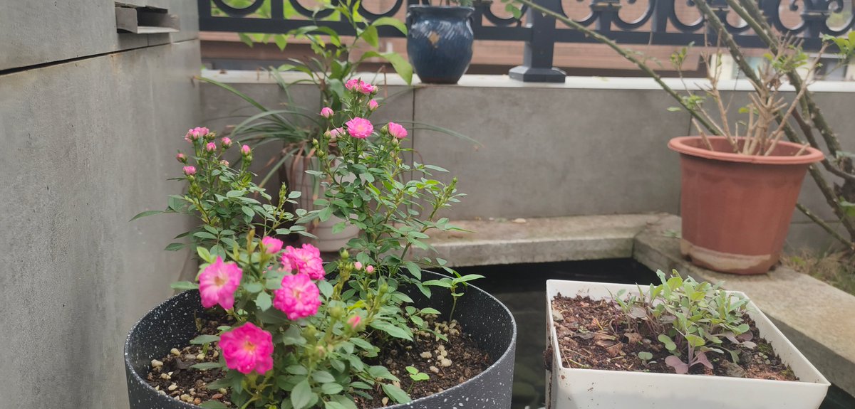 Lodovico Tarmati tweet media