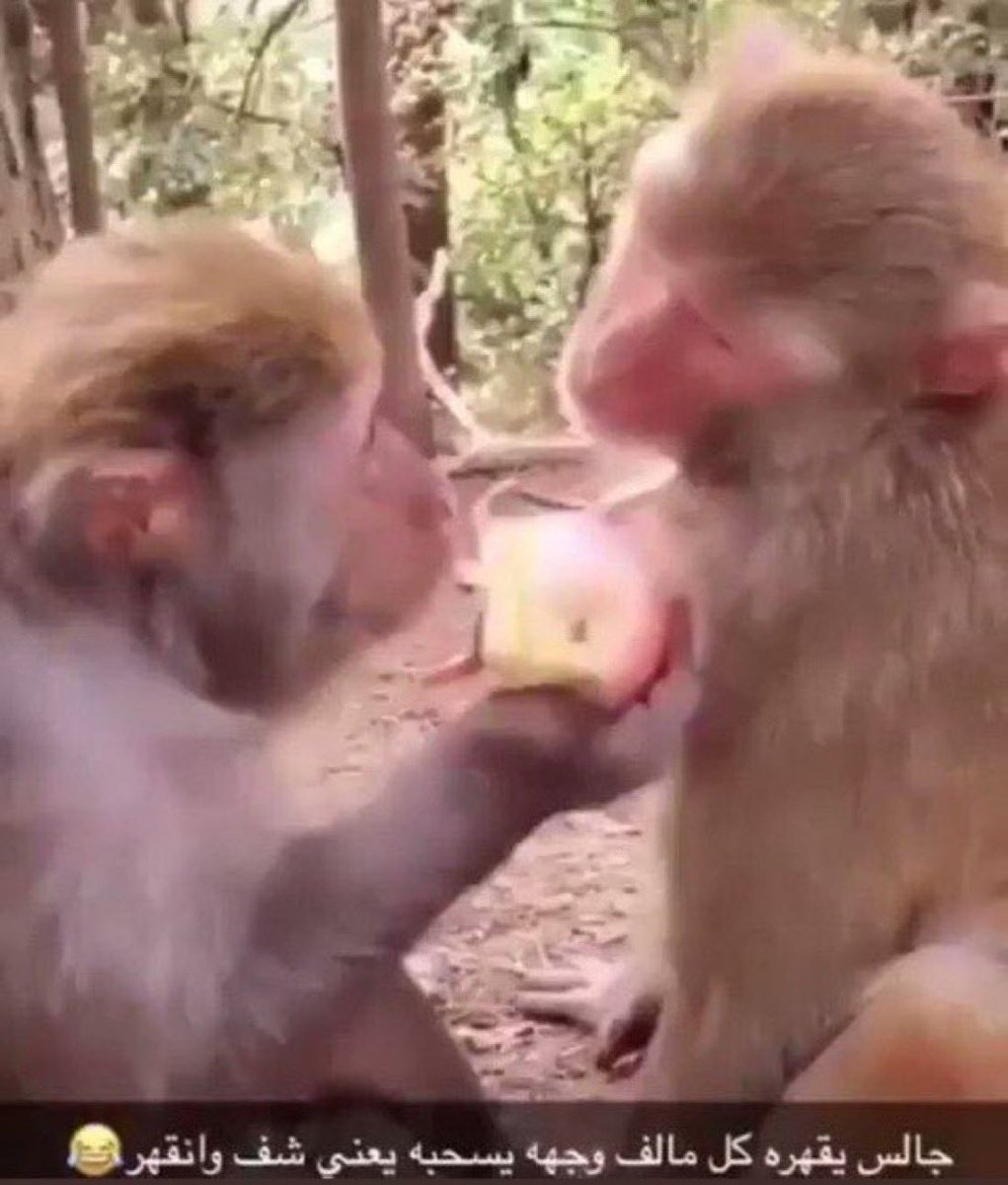 شجين🪄 tweet media