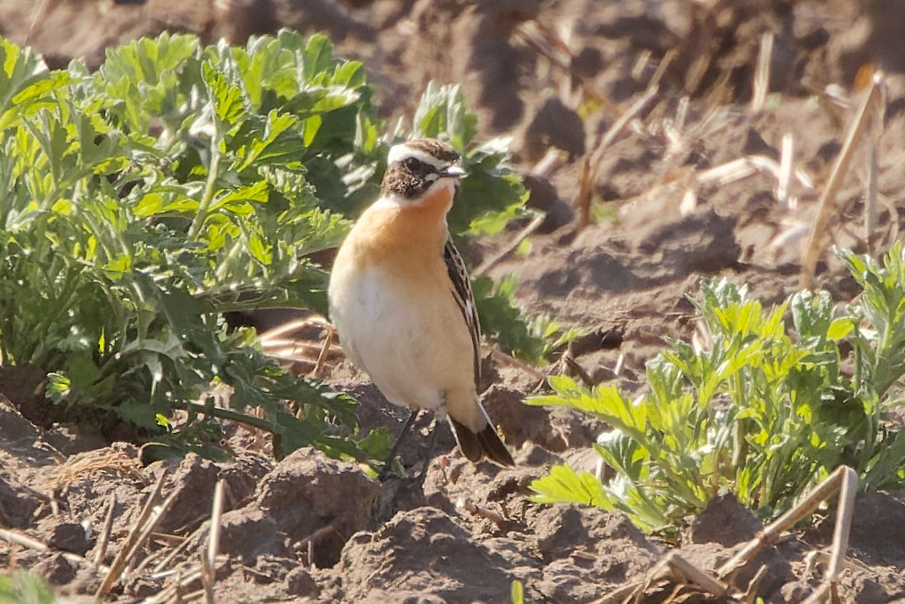 xbirder's tweet image. This beautiful male Whinchat joined the Wheatears at Oglet today. 3 Yellow Wagtails and 3 Whimbrel on the shore also.
#Birding #Merseyside #Whinchat