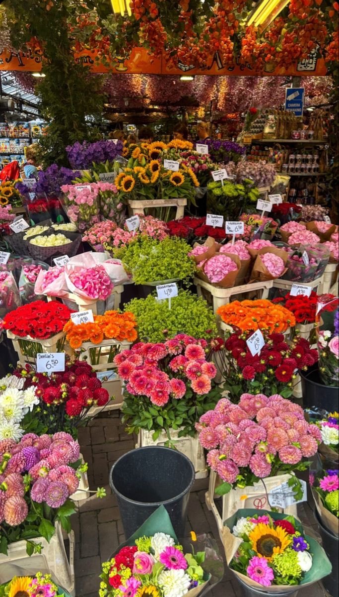 blossom. tweet media