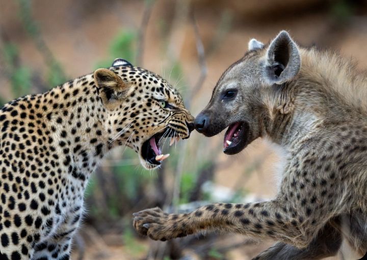 Nature Arsenal tweet media