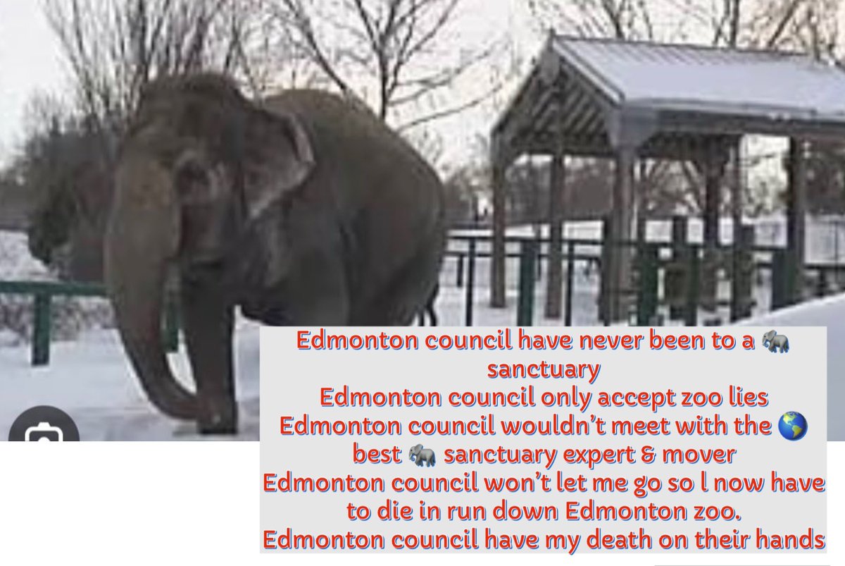 #T4Animals 🐘🦁🦒🐅🦊🦔🐻 tweet media