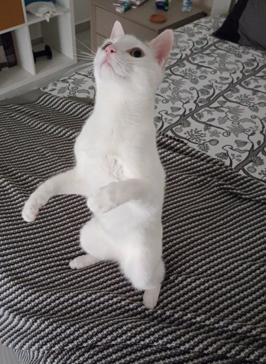 Federica S. tweet media