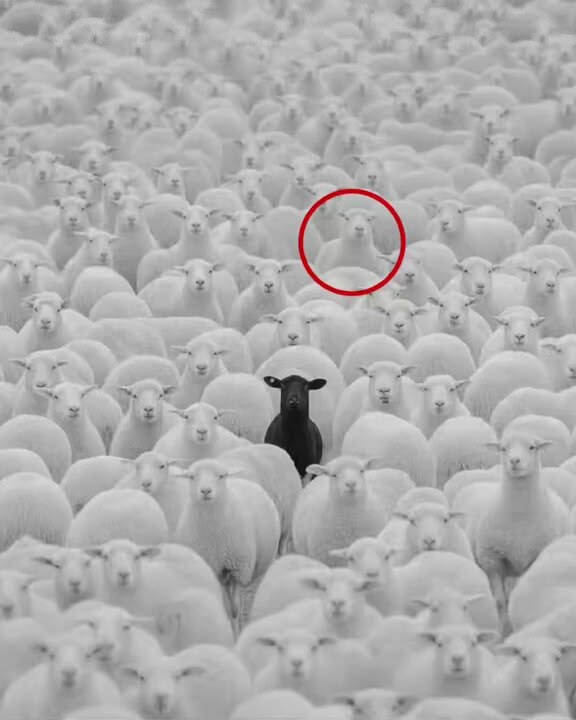 s⚠ra || IFB || COMMS PAUSED tweet media